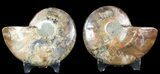 Sliced Fossil Ammonite Pair - Agatized #46512-1